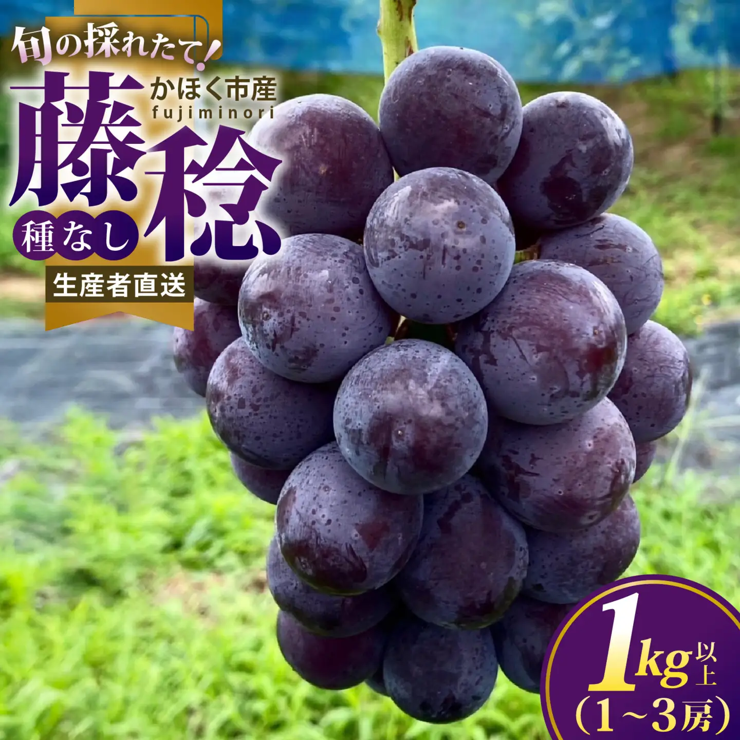 【先行予約】ぶどう 藤稔 種なし 1kg以上（1～3房）  | ぶどう 葡萄