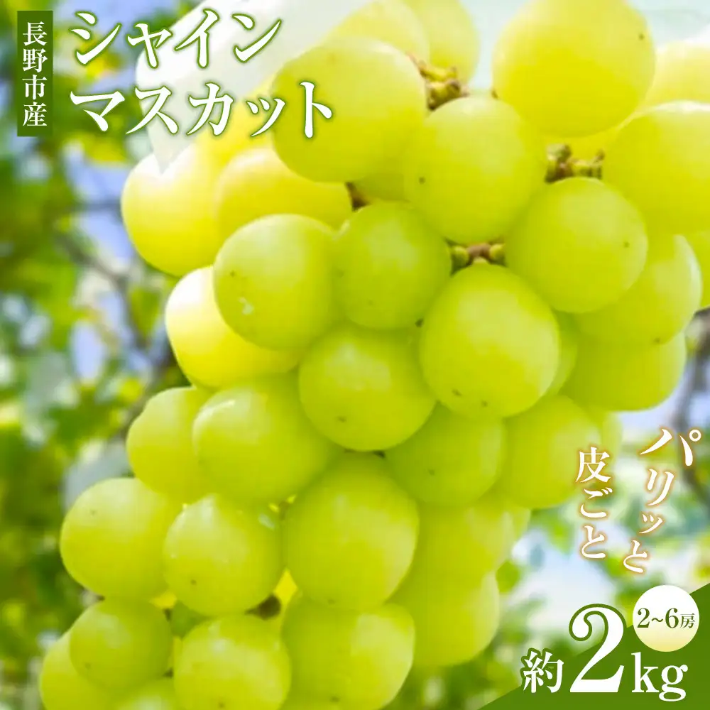 矢島農園　 長野市産 シャインマスカット2kg(2～6房)【2026年9月下旬頃～発送予定】 |シャインマスカット ぶどう フルーツ