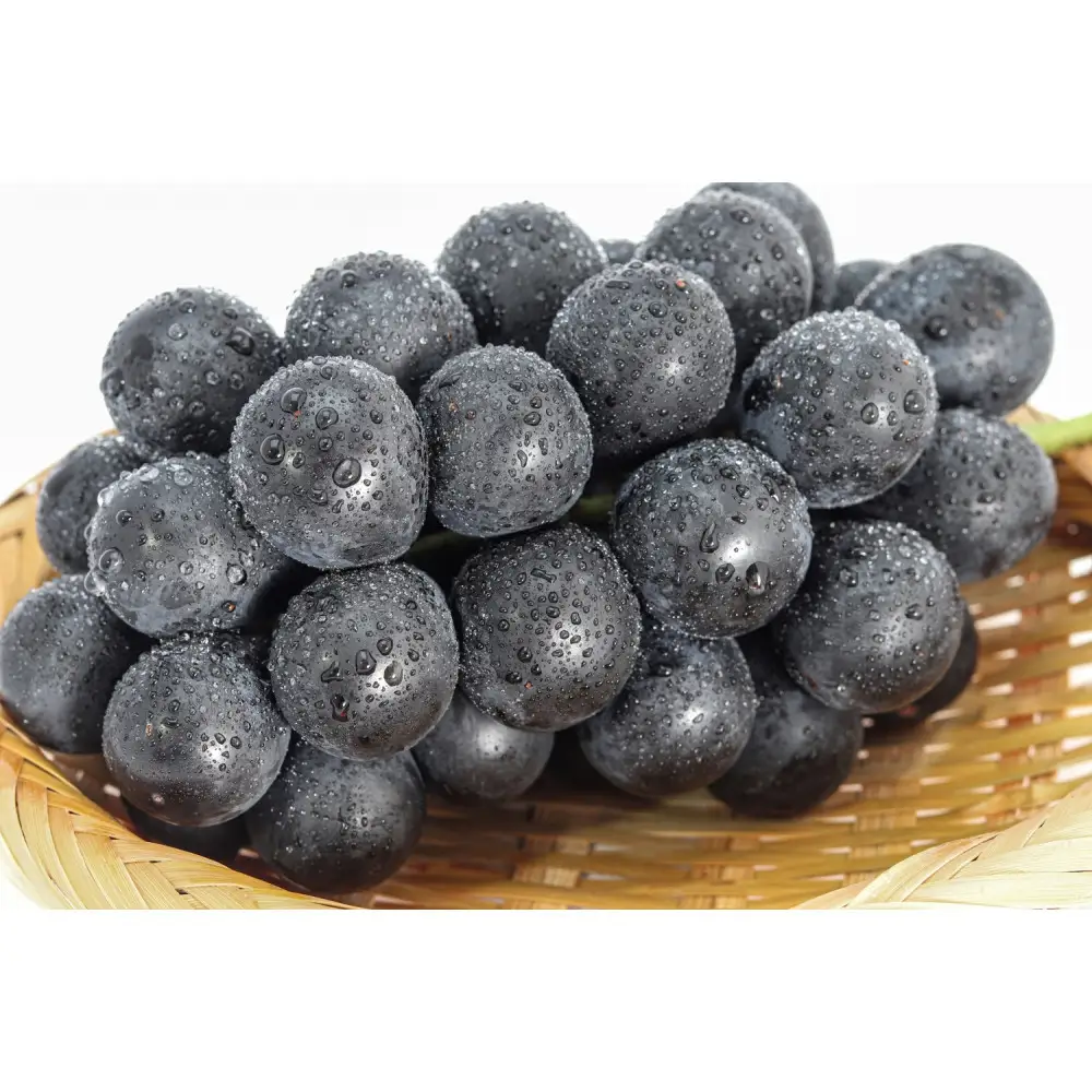 ナガノパープル約1kg 以上【2026年9月以降発送予定】(さらしな青果) | ぶどう ぶどう 種なし
