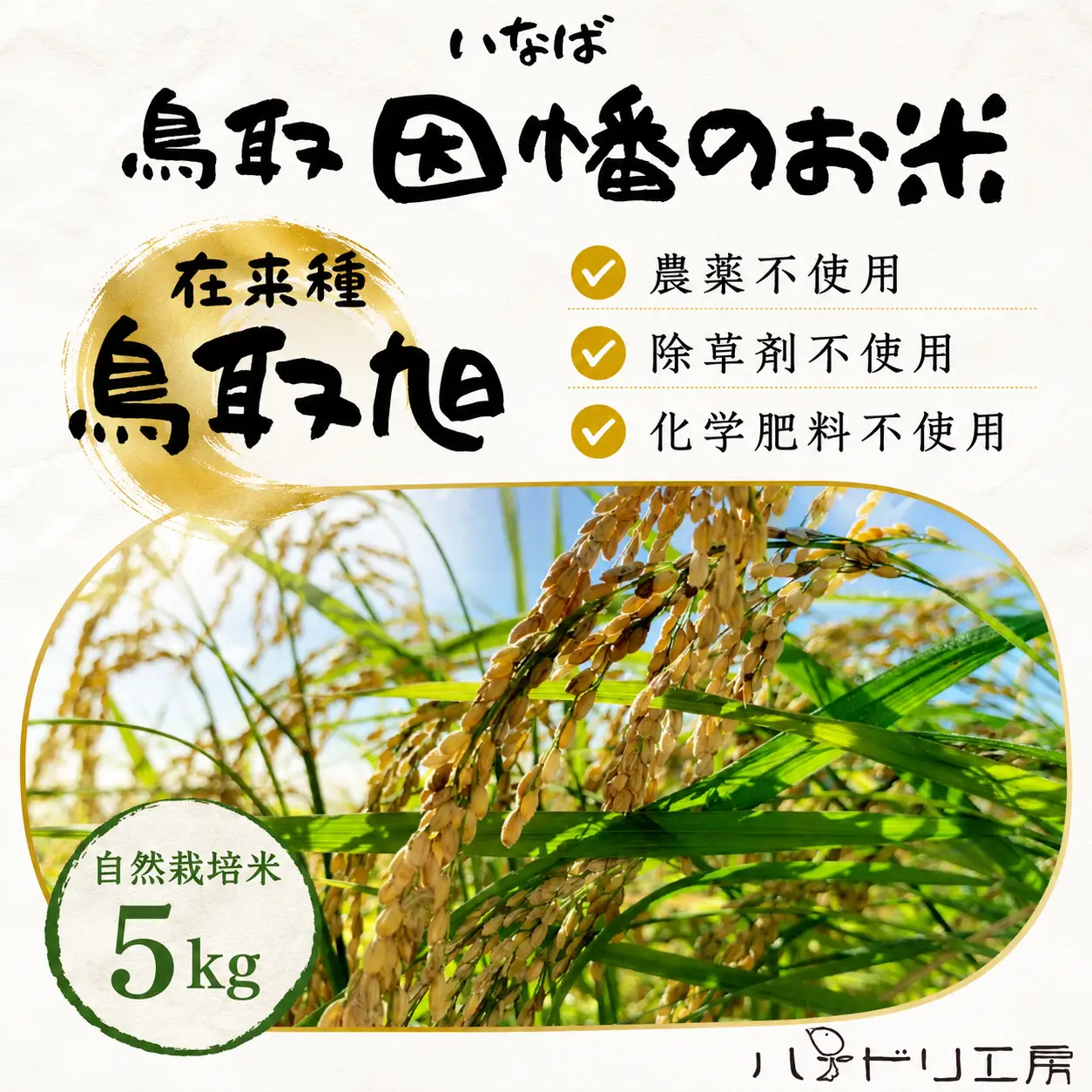 Y267 鳥取旭5kg（玄米）