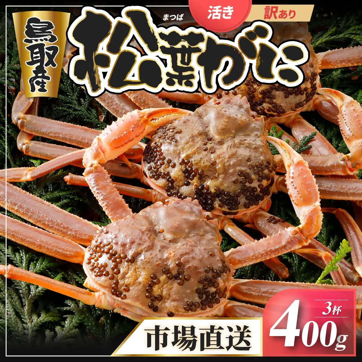 Y919【活物】訳あり松葉がに400g超お手頃サイズ3杯