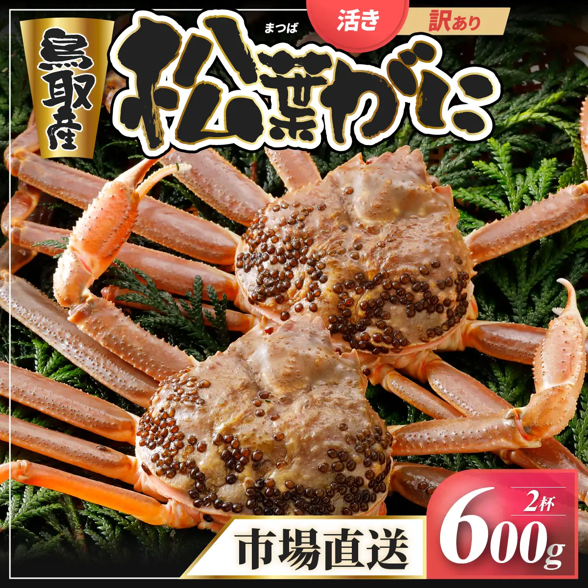 Y929【活物】訳あり松葉がに600g超の大きいサイズ食べ応えあり2杯