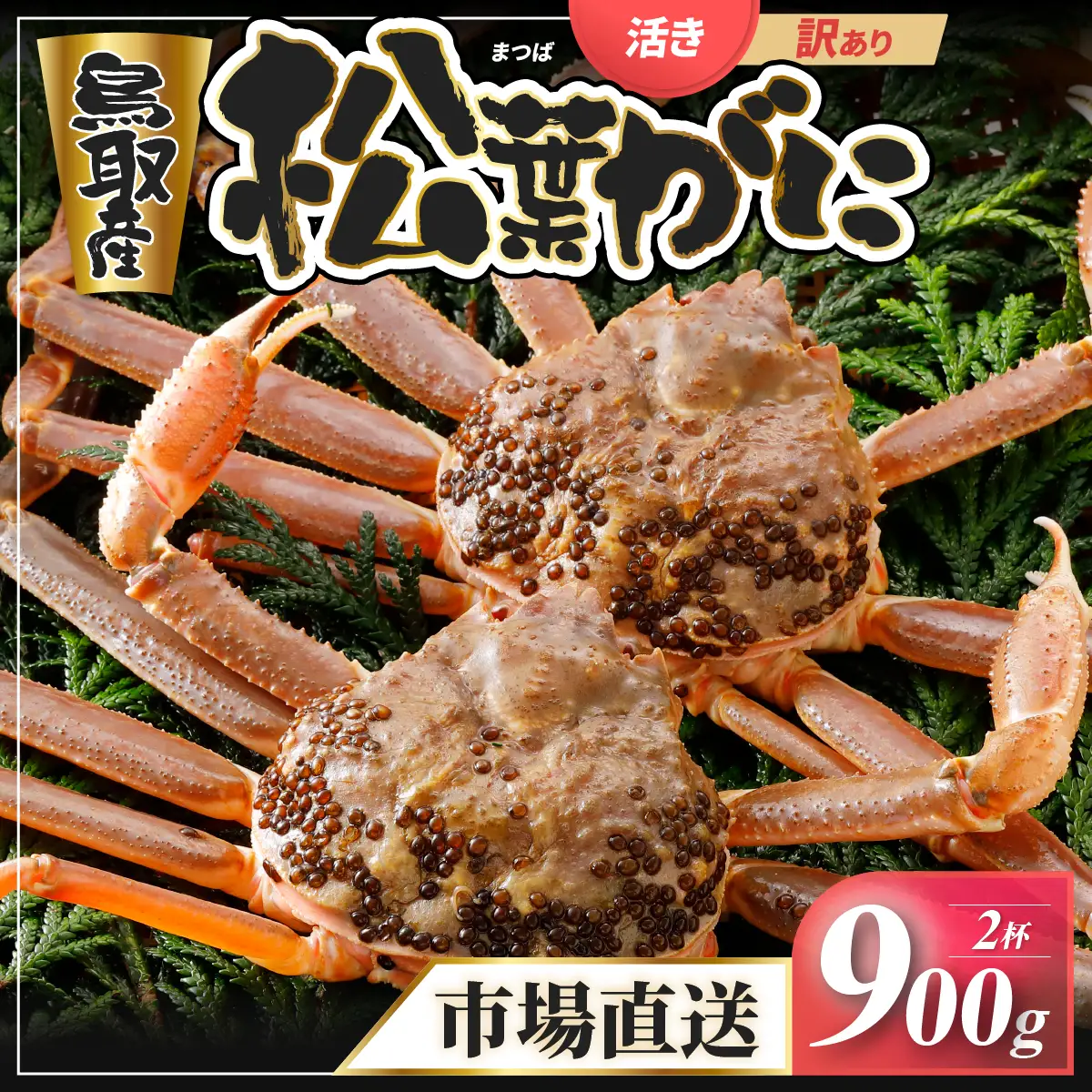 Y947【活物】訳あり松葉がに900g超の大きいサイズ特大2杯