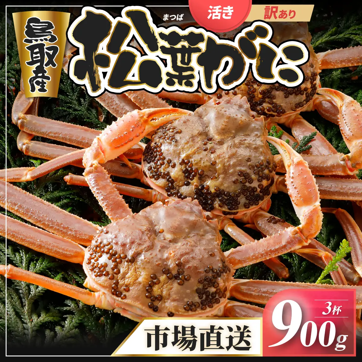 Y949【活物】訳あり松葉がに900g超の大きいサイズ特大3杯