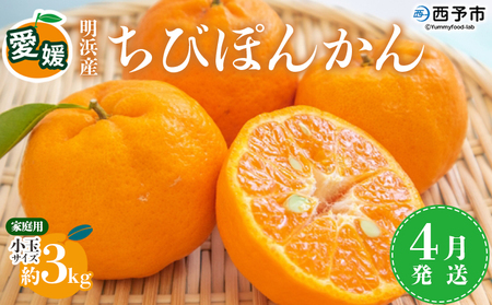 ＜愛媛明浜産 ちびぽんかん 約3kg 4月発送＞ 果物 フルーツ みかん ミカン 蜜柑 柑橘 ポンカン 小玉サイズ 生産量全国1位 おいしい 特産品 渡江から一歩を踏み出す会 愛媛県 西予市 【常温】ATI0041_04