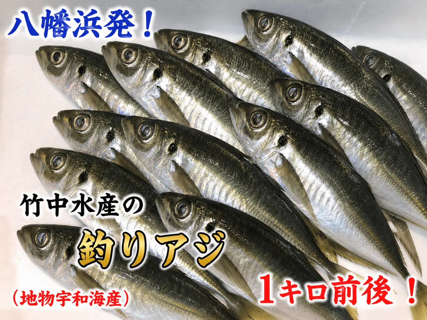 竹中水産の一本釣り真鯵!1キロ前後【C22-238】【配送不可地域：離島・北海道・沖縄県・東北・関東・信越、北陸・東海・九州】【1073399】 YWTM056