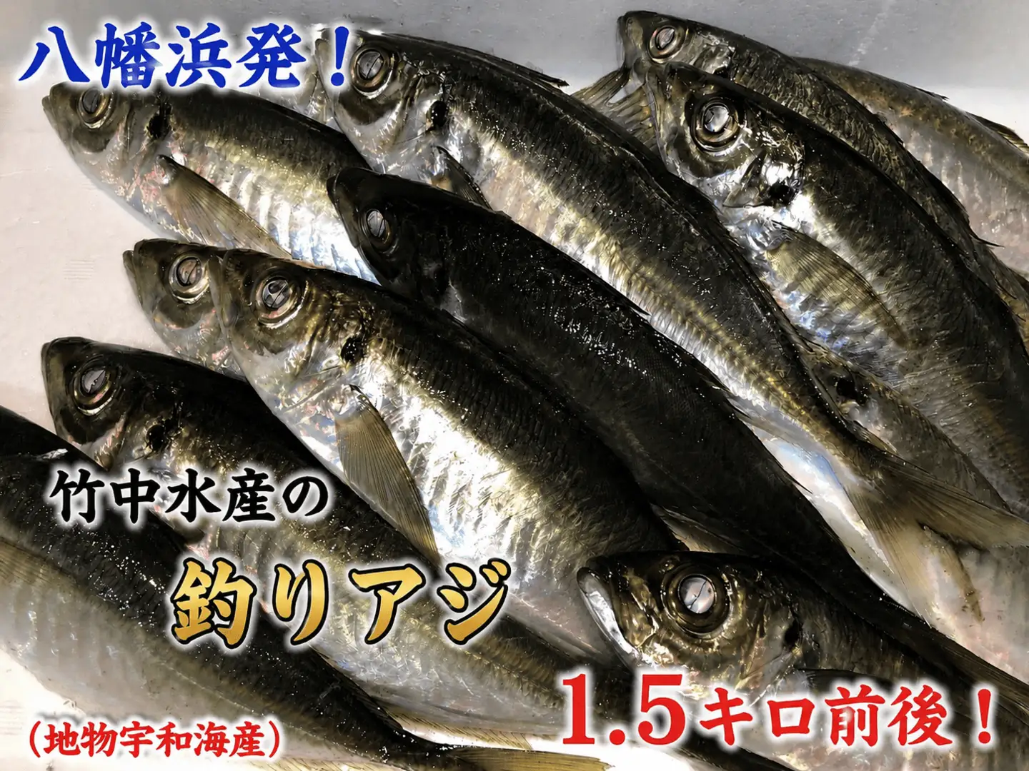 竹中水産の一本釣り真鯵!1.5キロ前後【D22-239】【配送不可地域：離島・北海道・沖縄県・東北・関東・信越、北陸・東海・九州】【1073400】 YWTM057