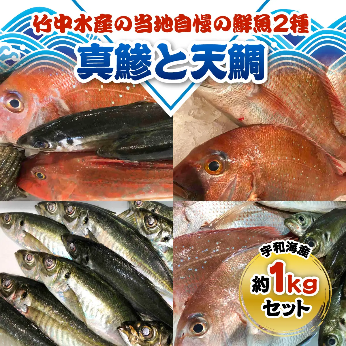 竹中水産の当地自慢の鮮魚2種「真鯵と天鯛」!約1キロセット!(宇和海産)【C22-255】【配送不可地域：離島・北海道・沖縄県】【1073912】 YWTM073