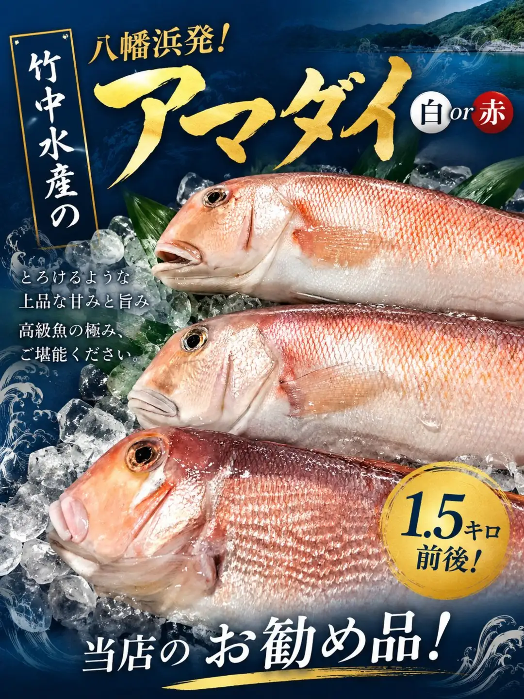 竹中水産の「甘鯛(赤又は白)1.5キロ前後」【H22-261】【配送不可地域：離島・北海道・沖縄県】【1075513】 YWTM079