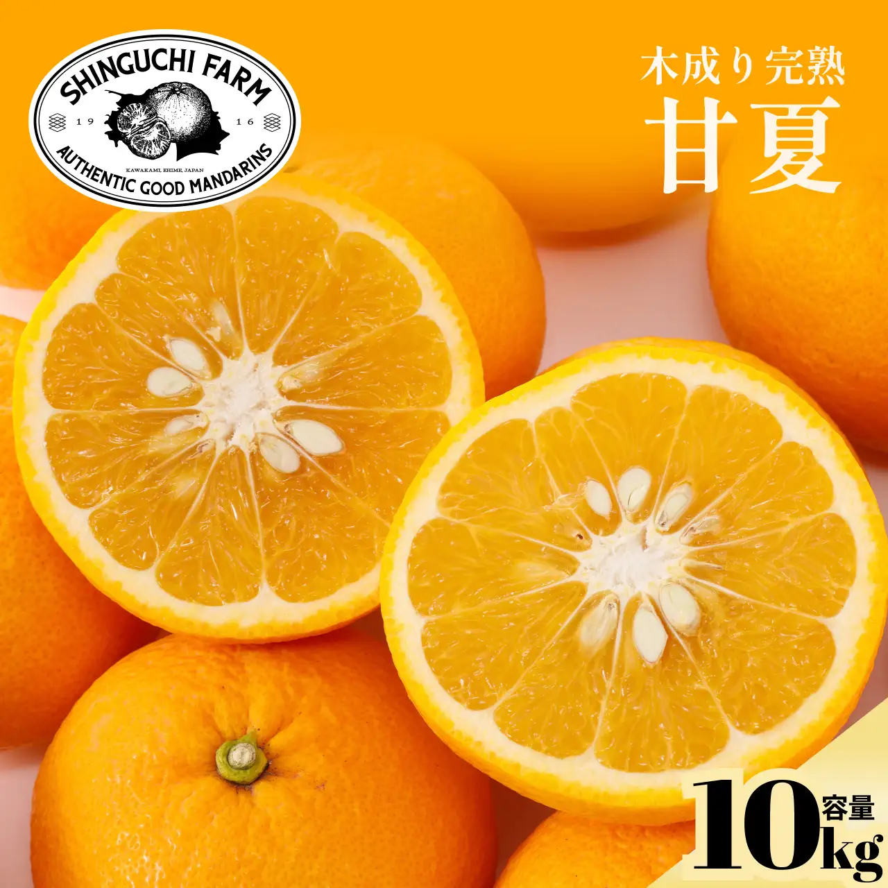 【先行受付 2027年発送】甘夏 10kg 『ほのかな苦味とスッキリした甘み』【C70-27】【1470661】 YWTK027