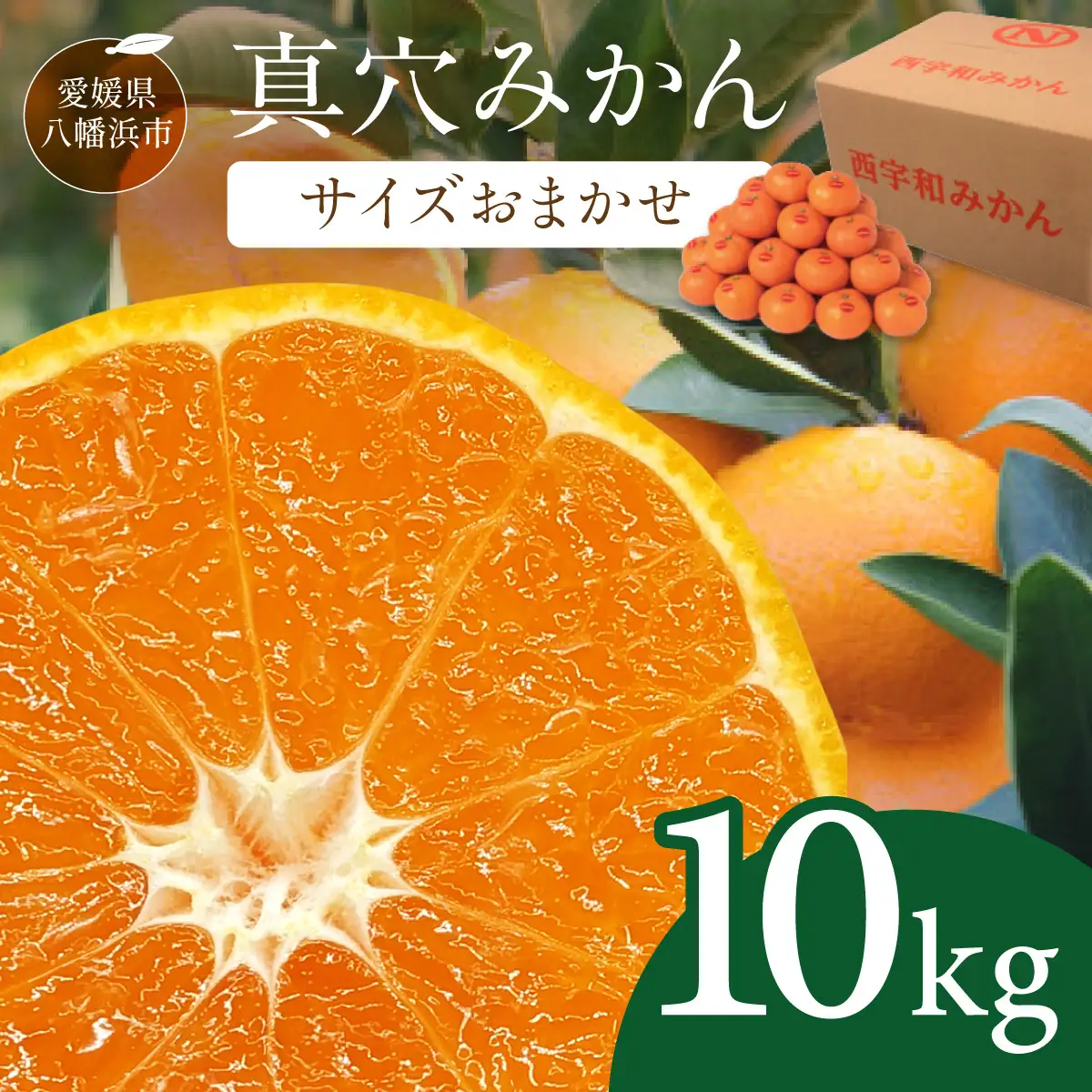 【先行受付】真穴みかん 【サイズおまかせ】 10kg【G43-6】【1490404】 YWTAG006