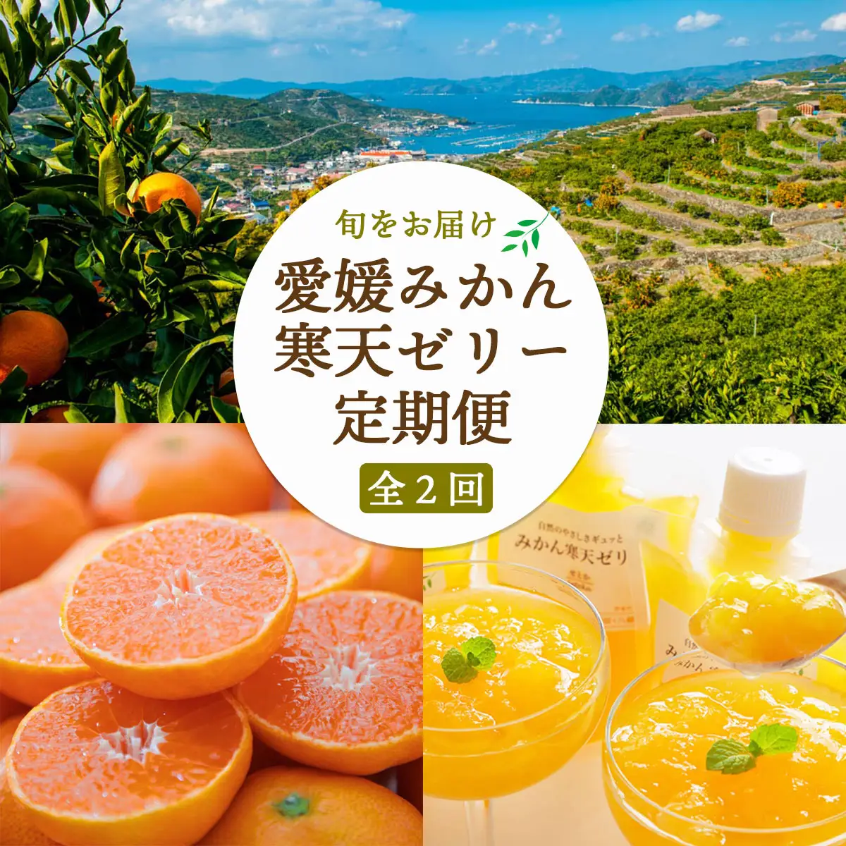 【発送月固定定期便】愛媛みかん＆みかん寒天ゼリー ミヤモトオレンジガーデン【E25-159】全2回【4050050】 YWTAP101