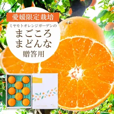 【先行受付】紅まどんなと同品種 愛媛果試28号 ギフトボックス入り6～8個【D25-91】【1346971】 YWTAP046