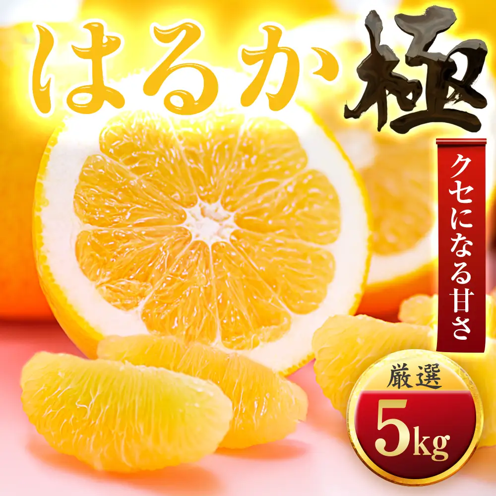 【先行受付】【見た目に騙される】はるか【極】5kg　愛媛県産【C49-49】【1509746】 YWTZ041