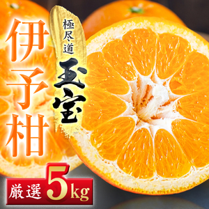 【先行受付】【愛媛名産】玉宝伊予柑　5kg【C64-59】【1511355】 YWTY048