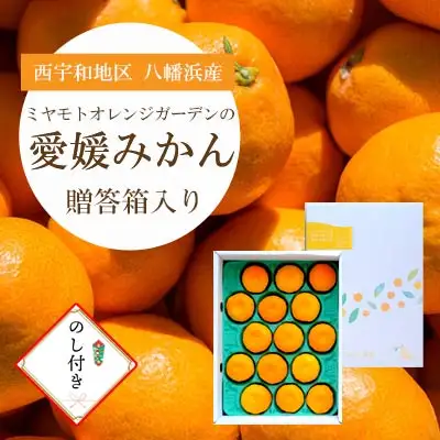 【先行受付】八幡浜産 愛媛みかん【贈答用】15個入り のし付き【C25-167】【1536565】 YWTAP108