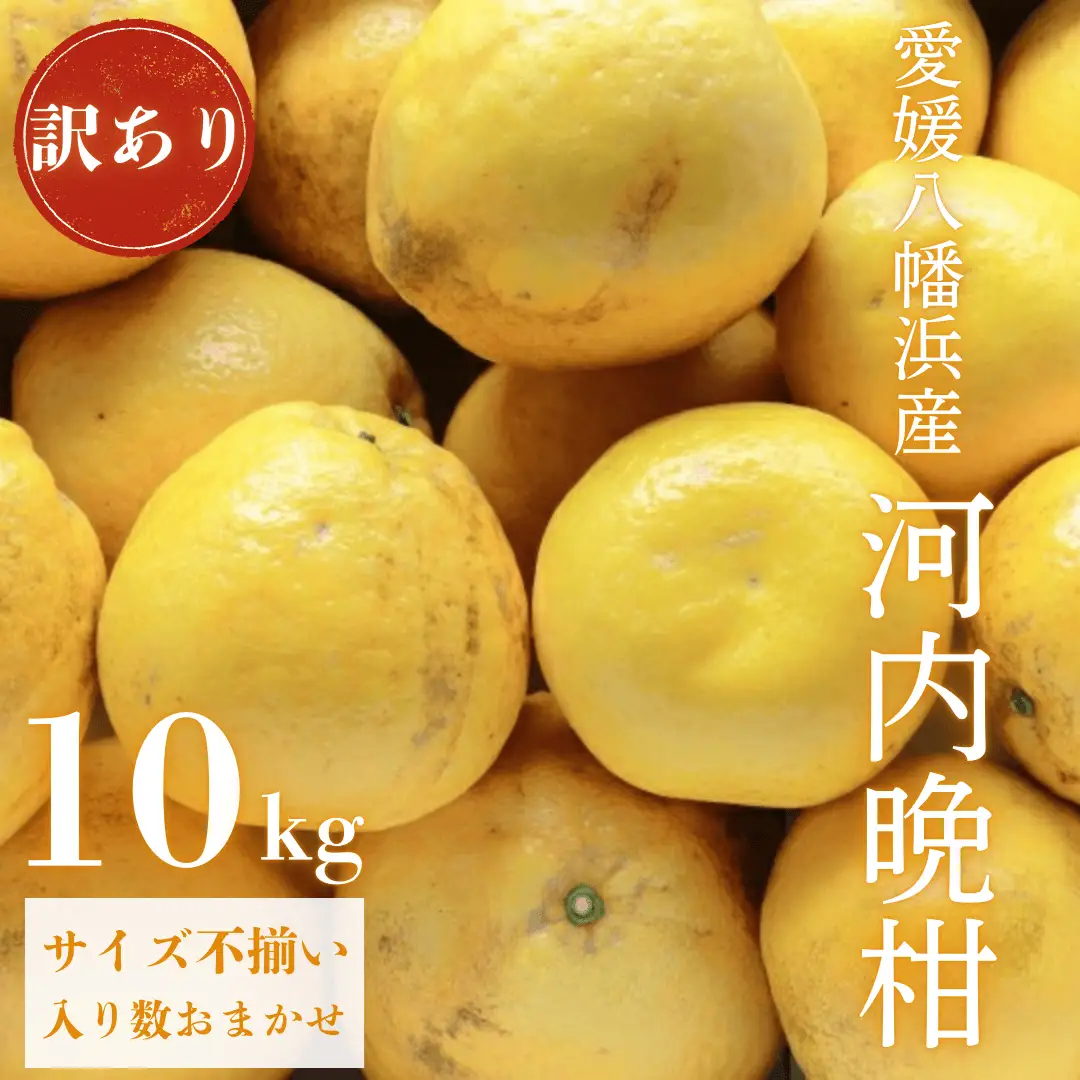【先行受付】《果汁たっぷりジューシー》産地直送 愛媛八幡浜産 訳あり 河内晩柑10kg【D20-72】【1621456】 YWTI067