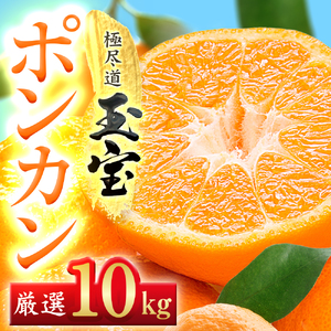 【先行受付】【愛媛名産】玉宝ポンカン　10kg【F64-66】【1621808】 YWTY055