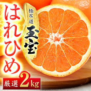 【先行受付】【愛媛名産】玉宝はれひめ　2kg【A64-80】【1623963】 YWTY069