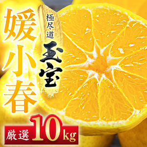 【先行受付】【愛媛名産】玉宝媛小春(ひめこはる)　10kg【H64-88】【1623971】 YWTY077