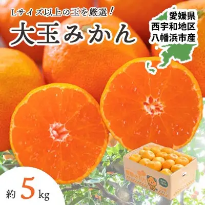 【先行受付】大玉サイズのみ厳選!八幡浜産 愛媛みかん5kg【訳あり】【A25-219】【1626146】 YWTAP160