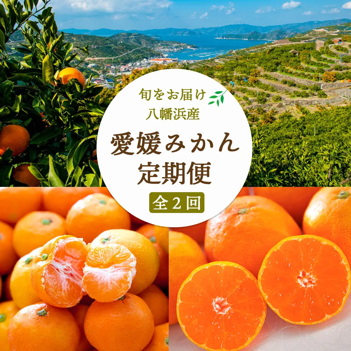 【発送月固定定期便】愛媛みかん大玉8kg(訳)×愛媛みかん5kg(秀)【F25-249】全2回【4070997】 YWTAP190