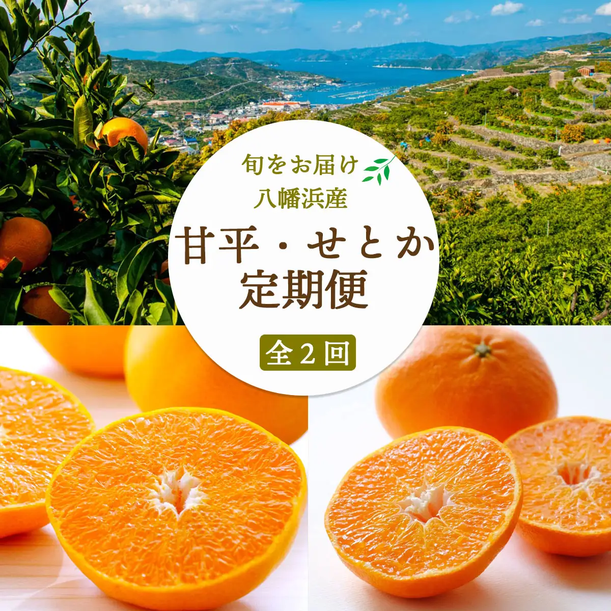【発送月固定定期便】【愛媛限定栽培】甘平3kg(秀)×せとか3kg(訳)【H25-272】全2回【4071374】 YWTAP213