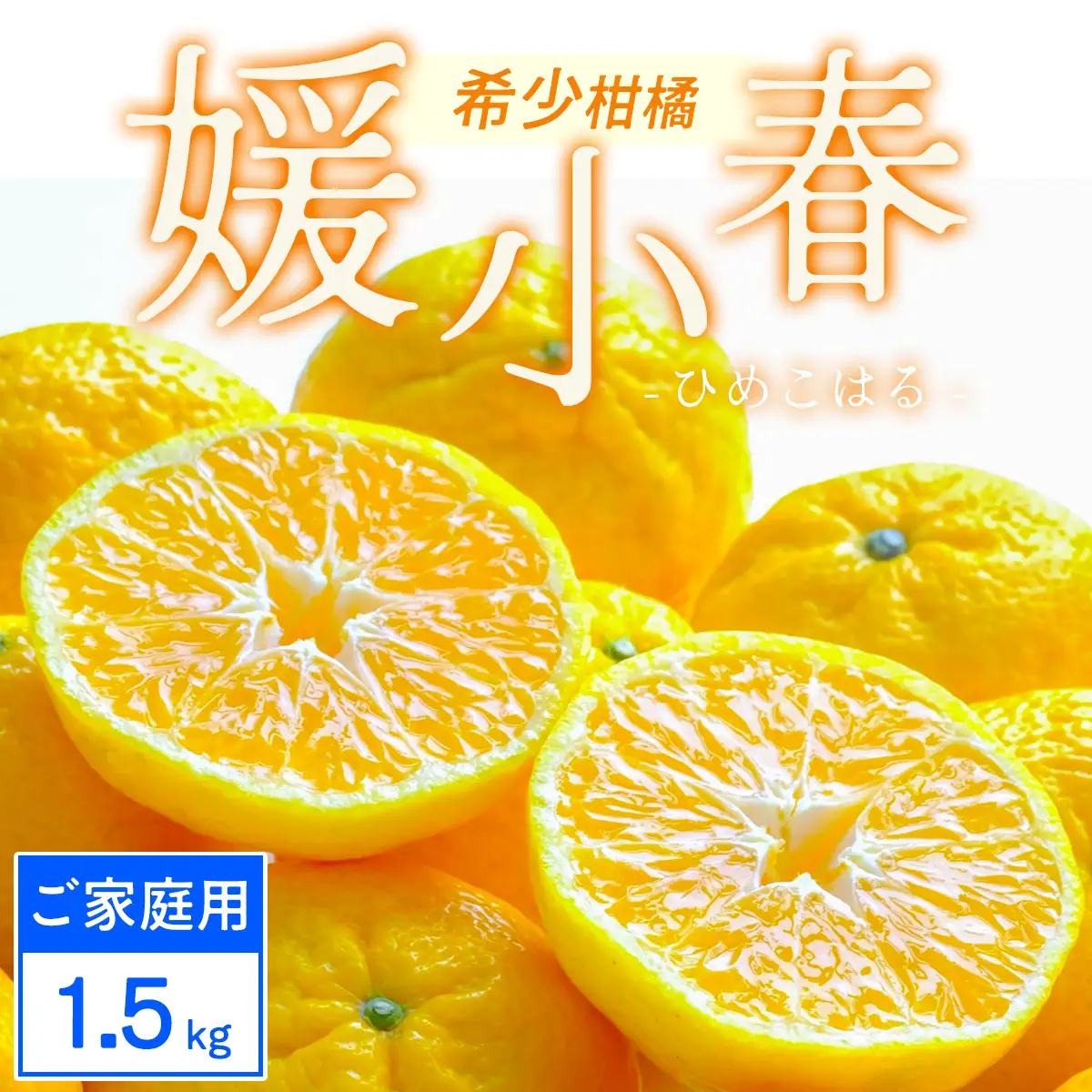 【先行受付】【ご家庭用】媛小春 1.5kg みかん 愛媛県八幡浜市 西宇和地区 希少な幻の柑橘【C25-358】【1715667】 YWTAP299