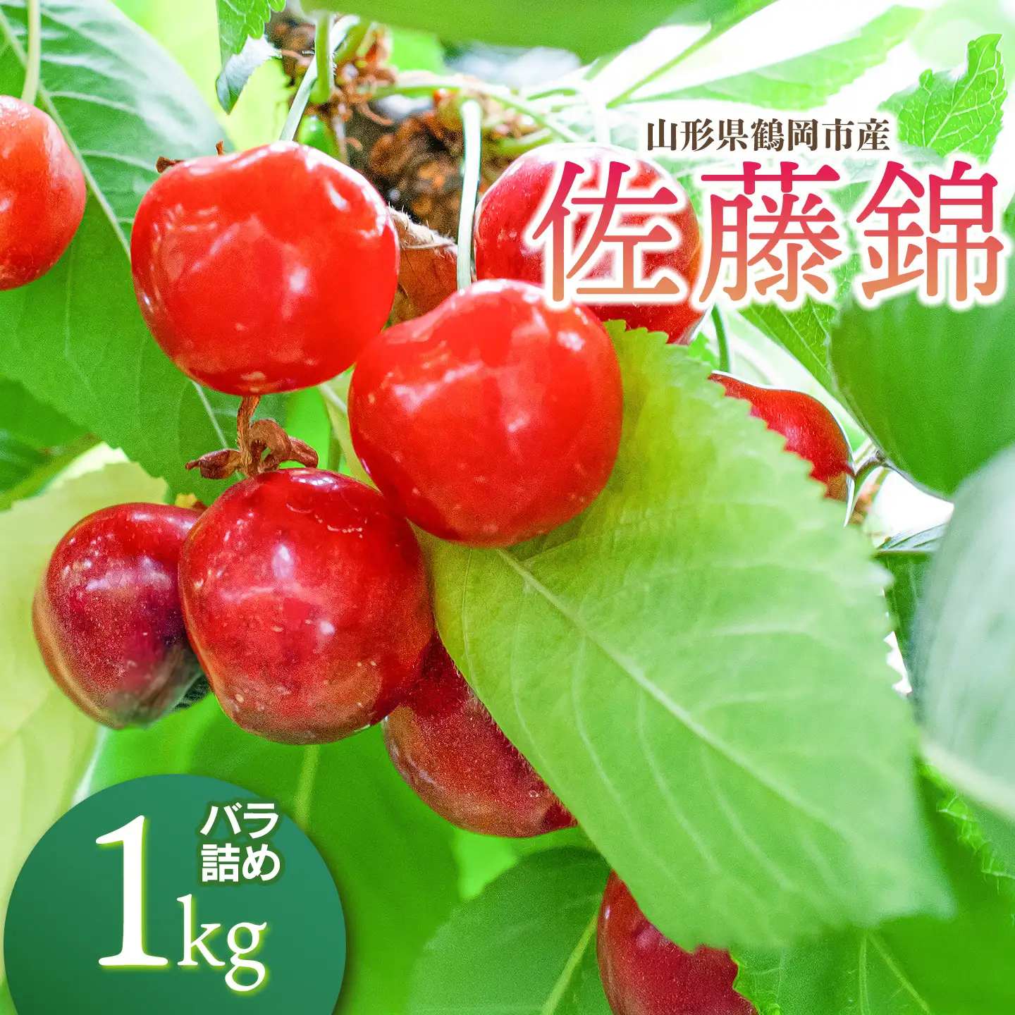 【令和9年産】さくらんぼ 佐藤錦 Lサイズ バラ詰め 1kg (500g×2)  山形県鶴岡産 鈴木弥吉さくらんぼ園 K-966
