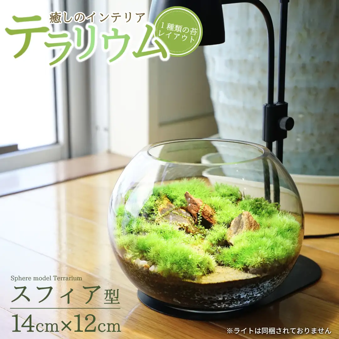 テラリウム 14cm スフィア（苔1種類） 苔リウム 苔テラリウム インテリアグリーン 観葉植物 雑貨 新潟県加茂市 テラリウム専門ショップ -Terraria- 