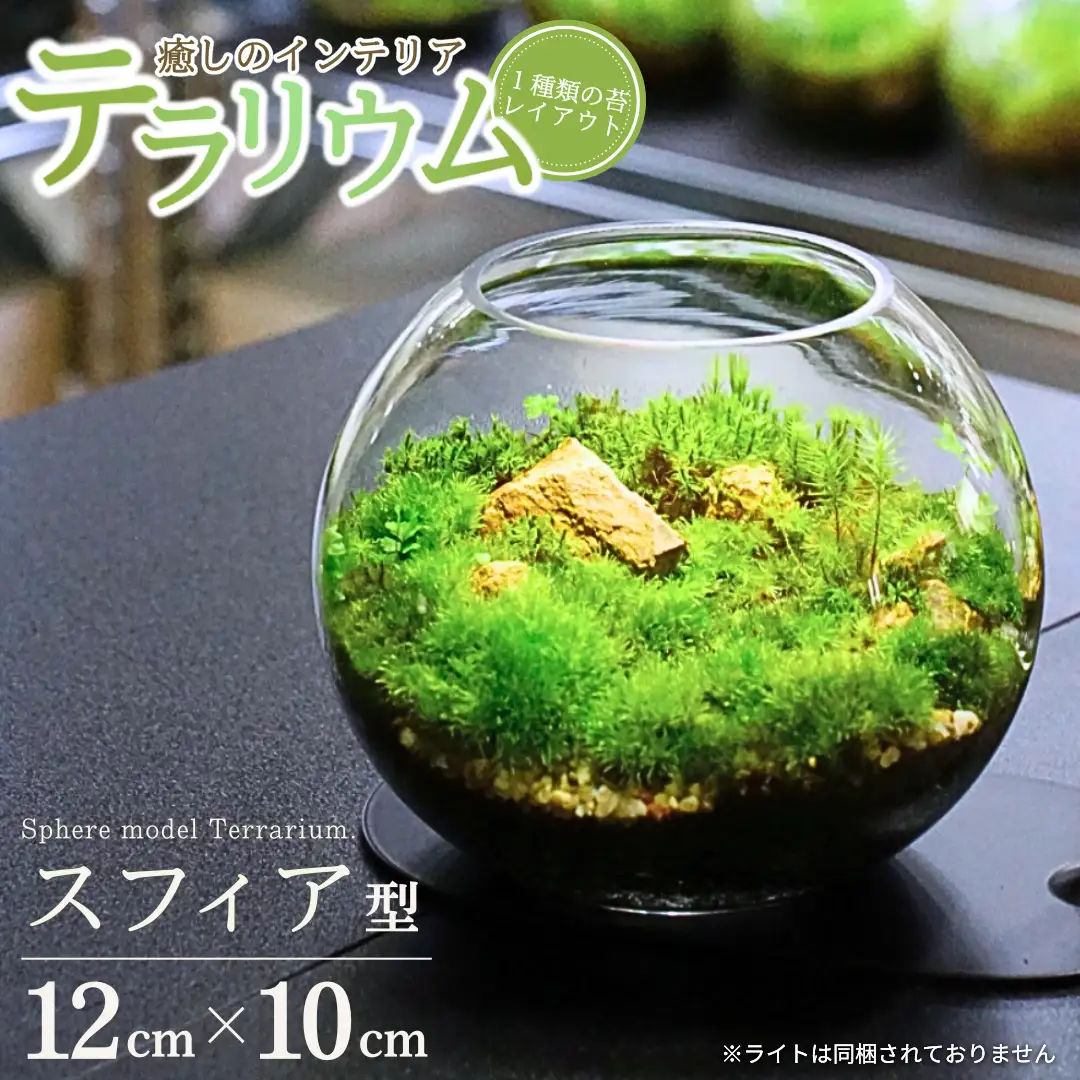テラリウム 12cm スフィア（苔1種類） 苔リウム 苔テラリウム インテリアグリーン 観葉植物 雑貨 新潟県加茂市 テラリウム専門ショップ -Terraria- 