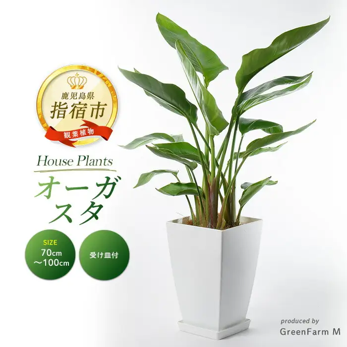 【観葉植物】オーガスタ70cm～100cm Green Farm M IB075-008 観葉植物 ※北海道・沖縄・離島配送不可