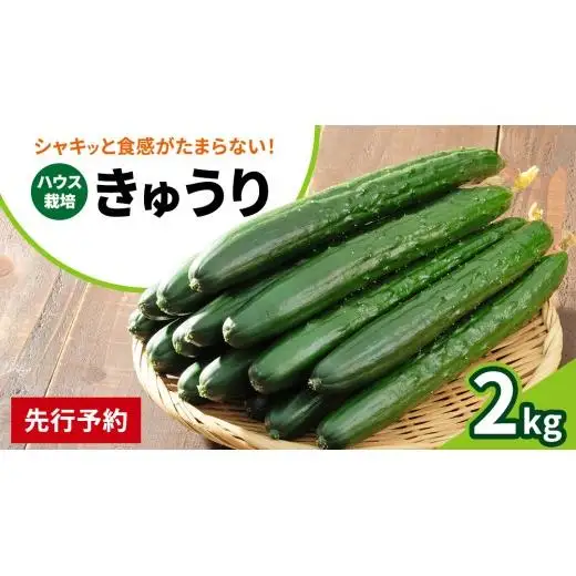 シャキッと美味しい！ 瀬戸内産 きゅうり 約2kg 【2026年 9月以降発送】 