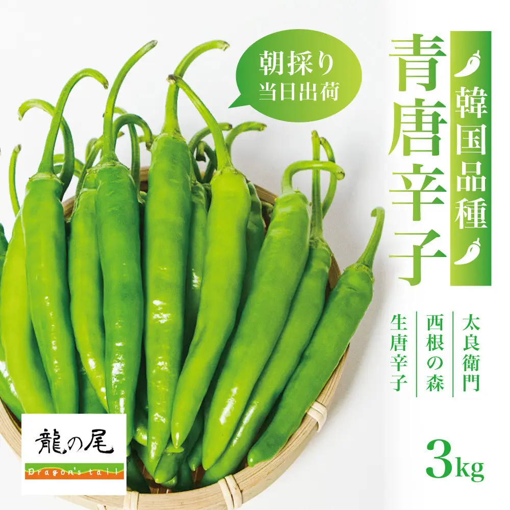 【宮城県産】生青唐辛子 龍の尾 3kgセット（500g×6袋）7月末頃より順次発送 激辛韓国品種 西根の森｜太良衛門