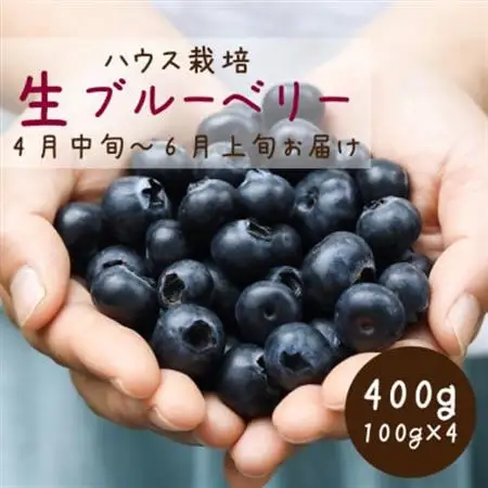 2027年発送【ハウス栽培】季節限定の国産『生ブルーベリー』太陽の恵みを沢山浴び新鮮で大粒。【配送不可地域：離島・北海道・沖縄県・四国・九州】【1374926】