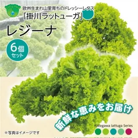 【こだわりの1種×6株】リーフレタス「掛川ラットューガ・レジーナ」【配送不可地域：離島・北海道・沖縄県・四国・九州】【1695451】
