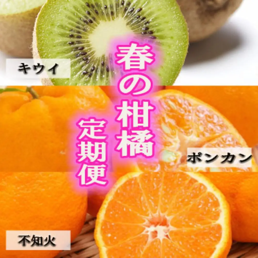 【定期便全3回 固定月】 和歌山の人気の春のフルーツをお届け！ （キウイ・ポンカン・不知火） ［TM257］