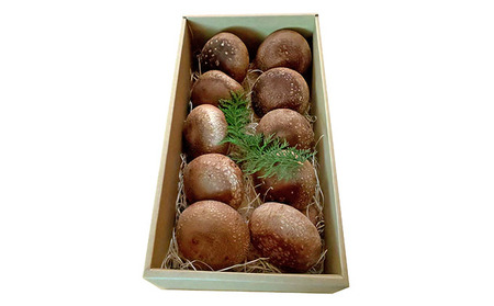 【アルプスの極】特大椎茸（約550g/8～12個入） 野菜 きのこ 