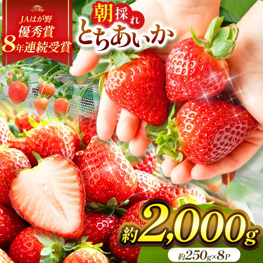 【2027年 先行予約】2月発送分 朝採れいちご とちあいか 2,000g 