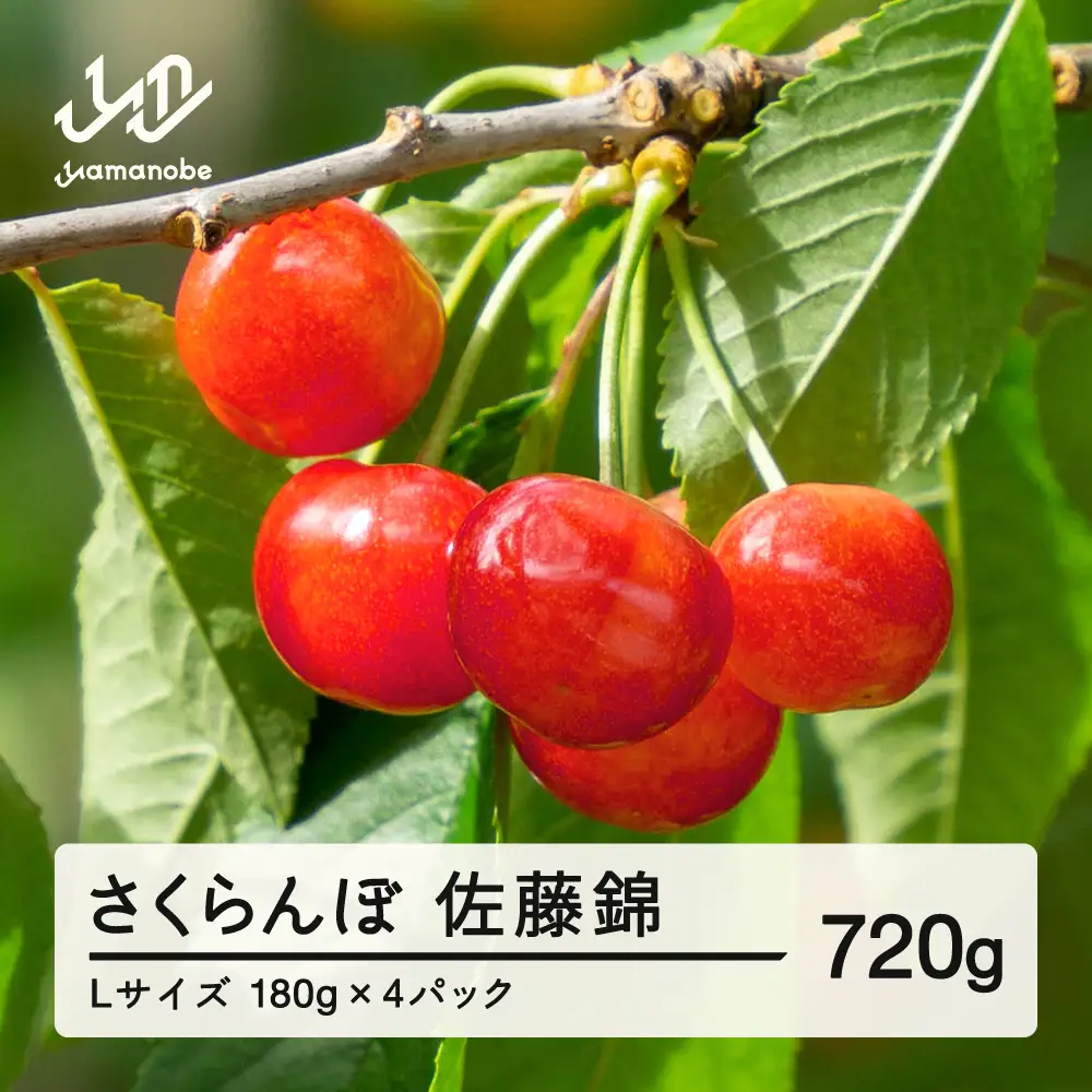 《先行予約》2027年 山形県産 佐藤錦 さくらんぼ Ｌサイズ 180g 4パック入 ※沖縄・離島への配送不可 ts-snxlp720