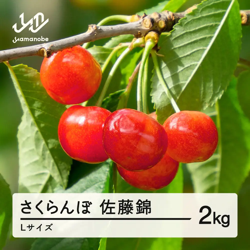 《先行予約》2027年 山形県産 佐藤錦 さくらんぼ Ｌサイズ ドーンと 2kg ※沖縄・離島への配送不可 ts-snxlx2000