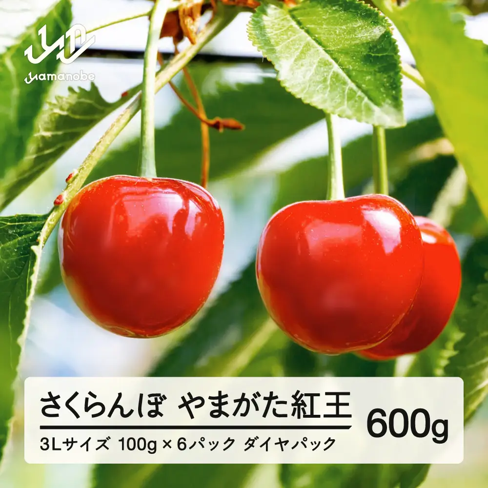 《先行予約》2027年 山形県産 さくらんぼ やまがた紅王 3Lサイズ 100g 6パック入り ※沖縄・離島への配送不可 ts-yb3ld600