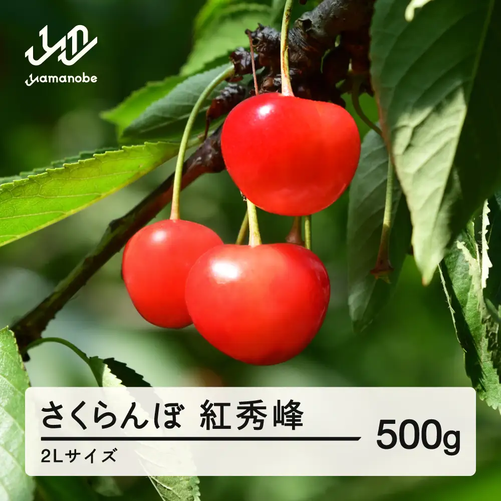 《先行予約》2027年 山形県産 紅秀峰 さくらんぼ 2Lサイズ 500g 1箱 ※沖縄・離島への配送不可 ts-bs2lx500