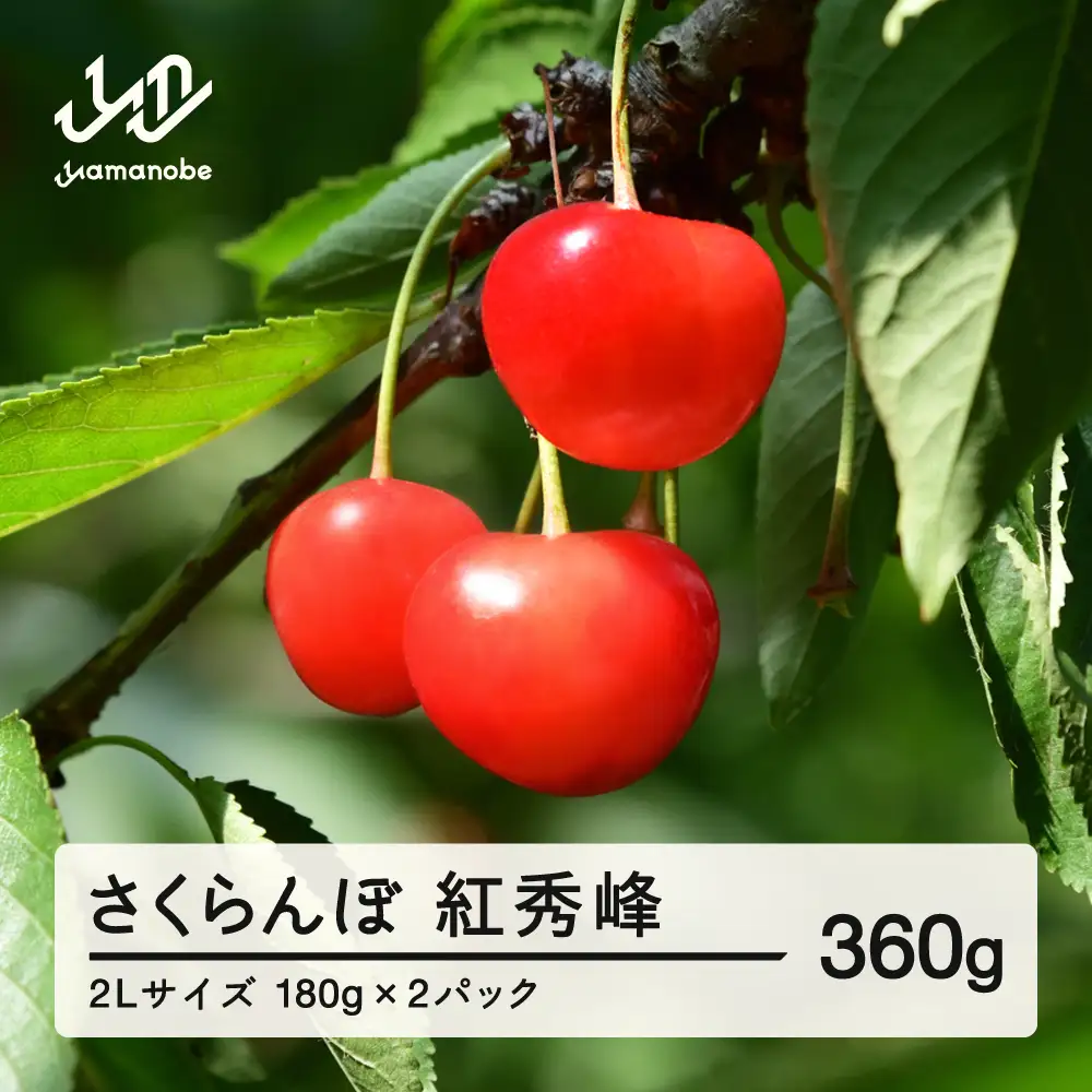 《先行予約》2027年 山形県産 紅秀峰 さくらんぼ 2Lサイズ 180g 2パック入り ※沖縄・離島への配送不可 ts-bs2lp360