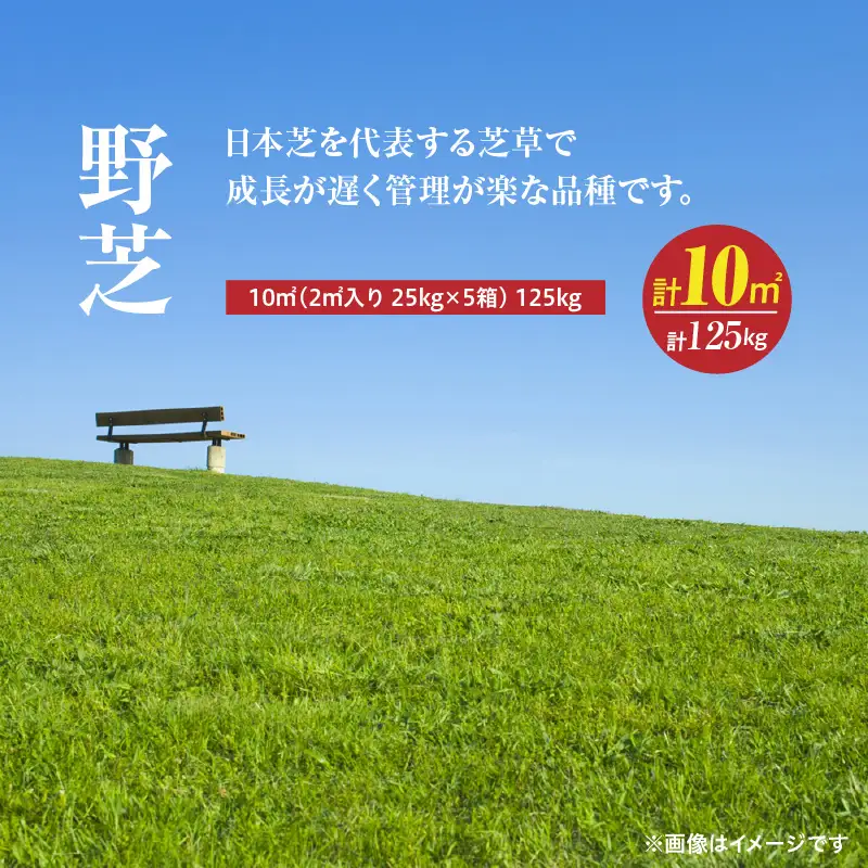 【10月から5月に発送】 野芝（10平方メートル） KN177-005-02 庭 芝生