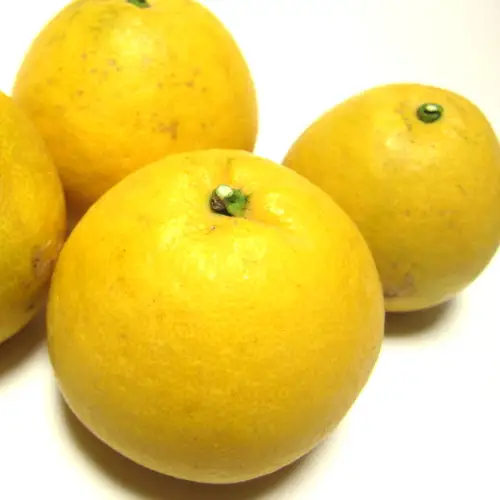 【和製グレープフルーツ】有田育ちの河内晩柑(ご家庭用)　1kg+200g(補償分)【2027年4月上旬～5月下旬頃に順次発送予定】【ard223B】