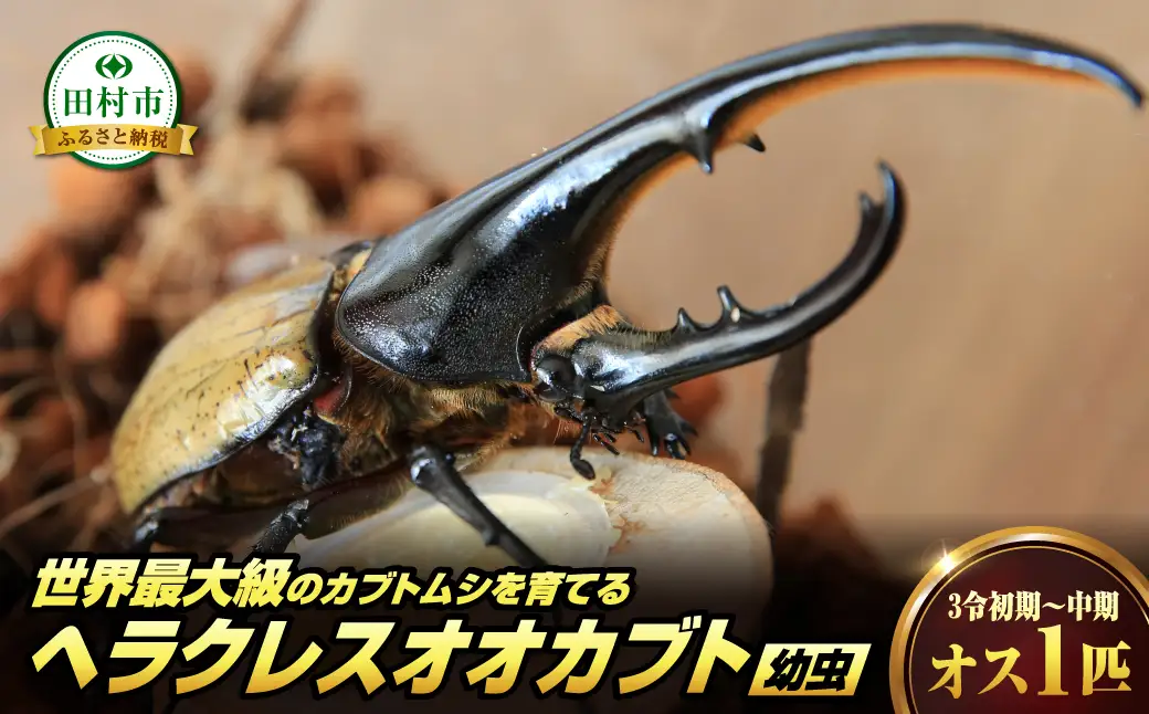 ヘラクレスオオカブト 幼虫 1匹 オス 3令初期～中期 自由研究  福島県 田村市 ムシムシランド