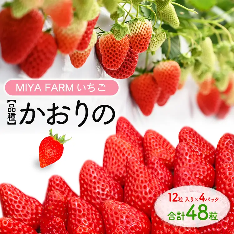 【先行予約】MIYA FARM いちご（品種：かおりの）12粒入り×4パック 合計 48粒 ※北海道・沖縄・離島への配送不可 ※2026年12月中旬～2027年5月下旬頃に順次発送予定