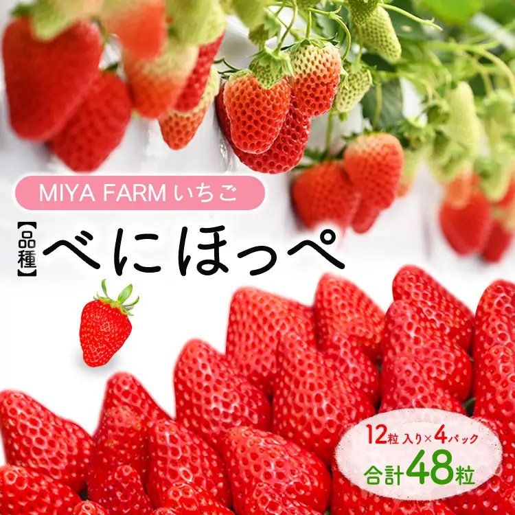 【先行予約】MIYA FARM いちご（品種：べにほっぺ）12粒入り×4パック 合計 48粒 ※北海道・沖縄・離島への配送不可 ※2027年1月中旬～5月下旬頃に順次発送予定
