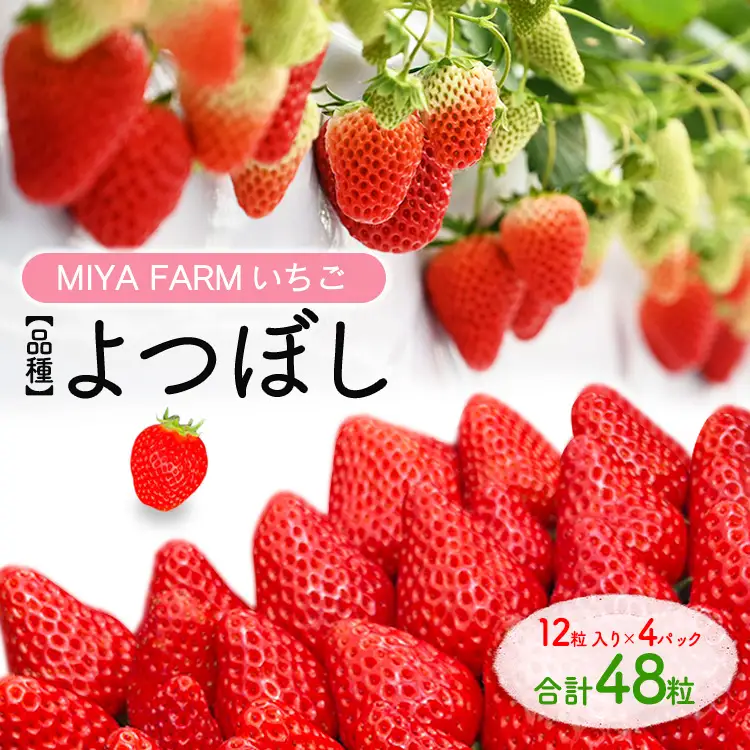 【先行予約】MIYA FARM いちご（品種：よつぼし）12粒入り×4パック 合計 48粒 ※北海道・沖縄・離島への配送不可 ※2027年1月中旬～5月下旬頃に順次発送予定